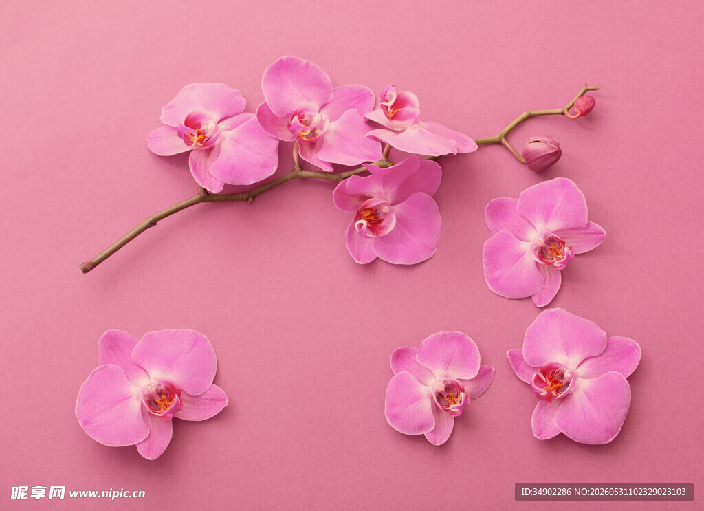 粉色兰花枝与散落花瓣