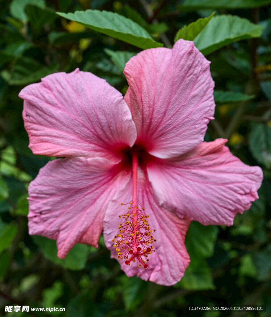 娇艳粉色木槿花