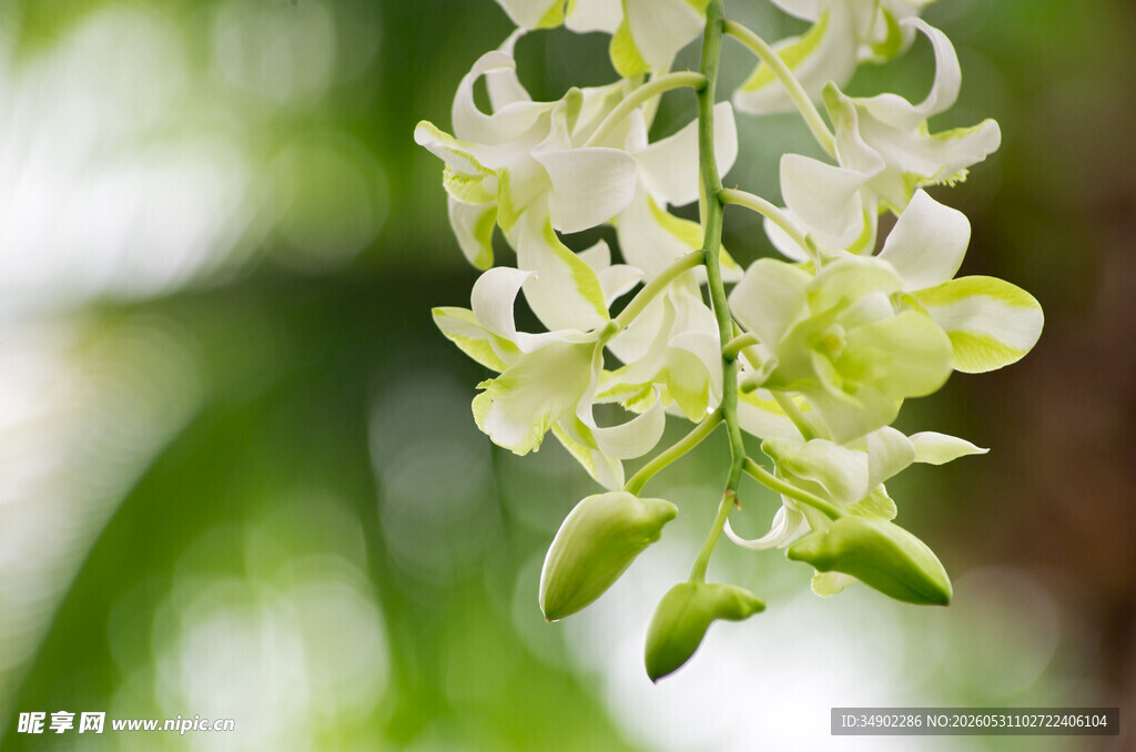 优雅白色兰花垂挂枝头