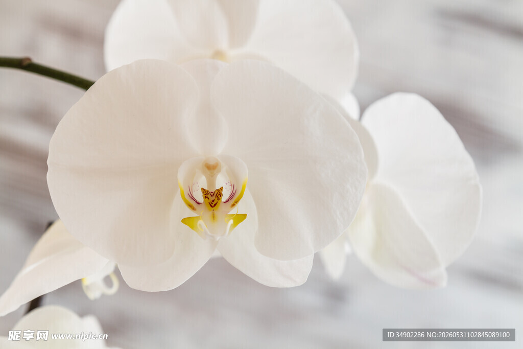 纯白兰花特写