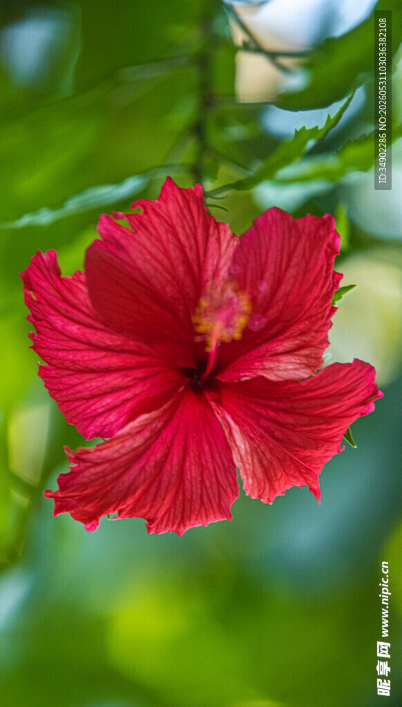 娇艳红扶桑花
