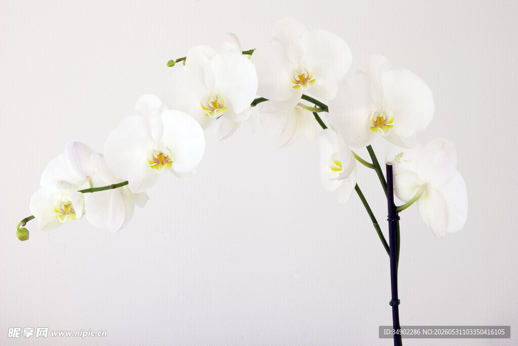 优雅白色兰花枝