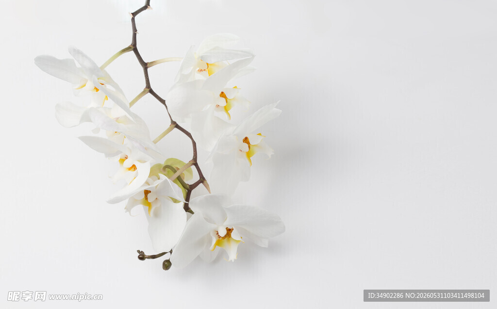 白色兰花枝特写