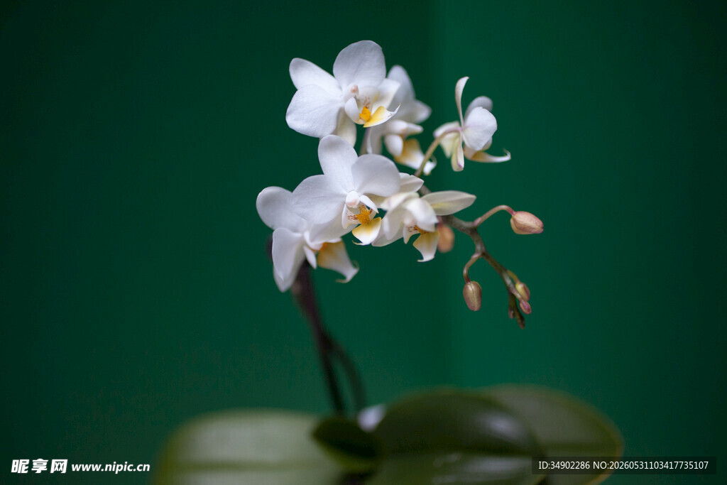 白色兰花特写