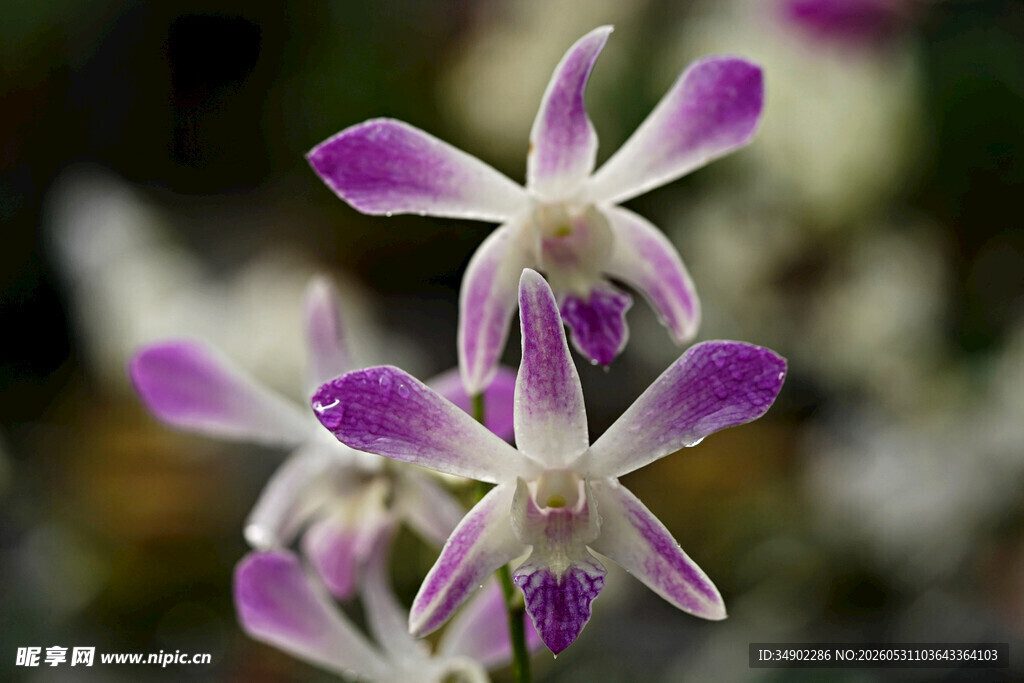 美丽紫白相间兰花特写
