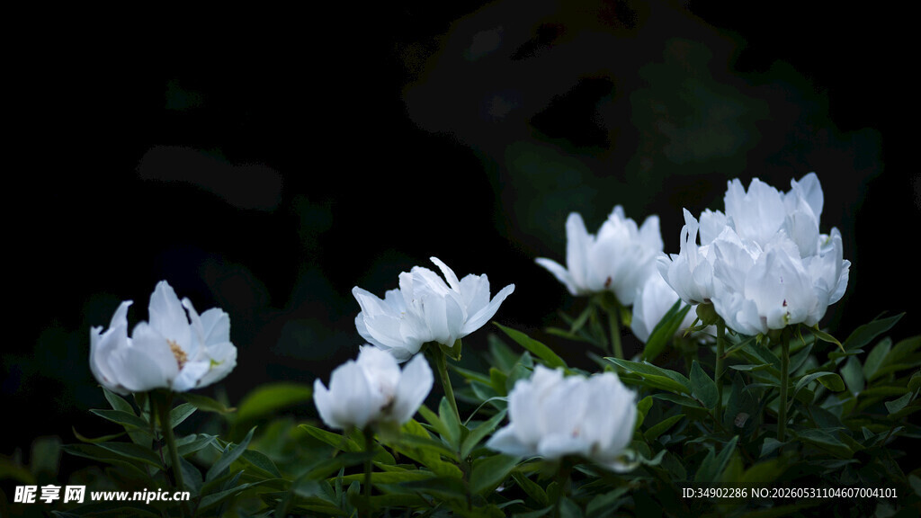 洁白花朵绽放于绿叶间