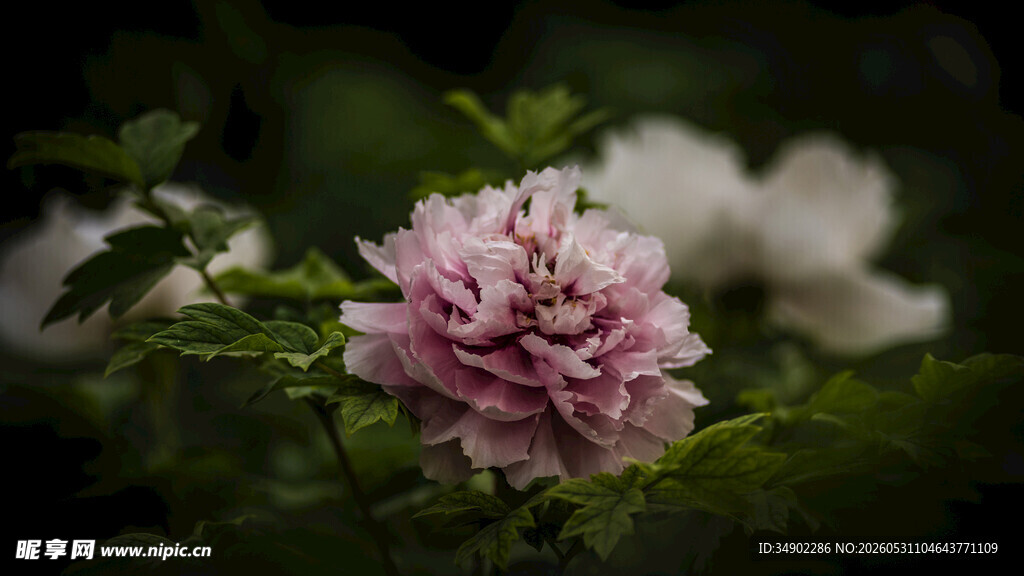 娇艳粉色花卉特写