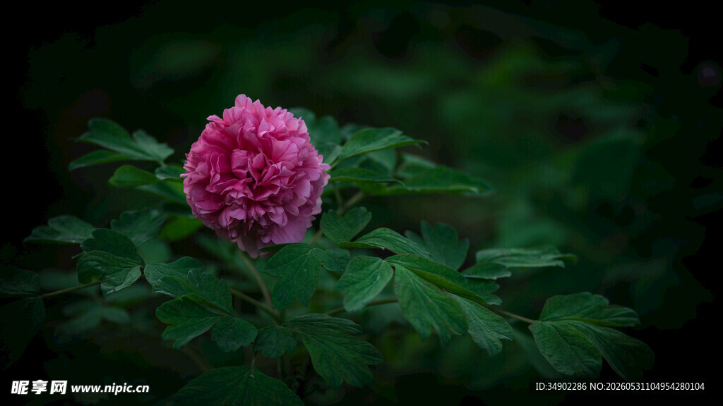 娇艳盛开的粉红色牡丹花