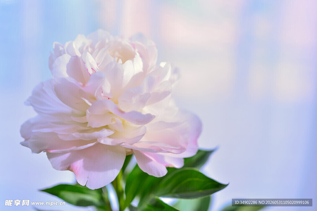 柔美粉色芍药花