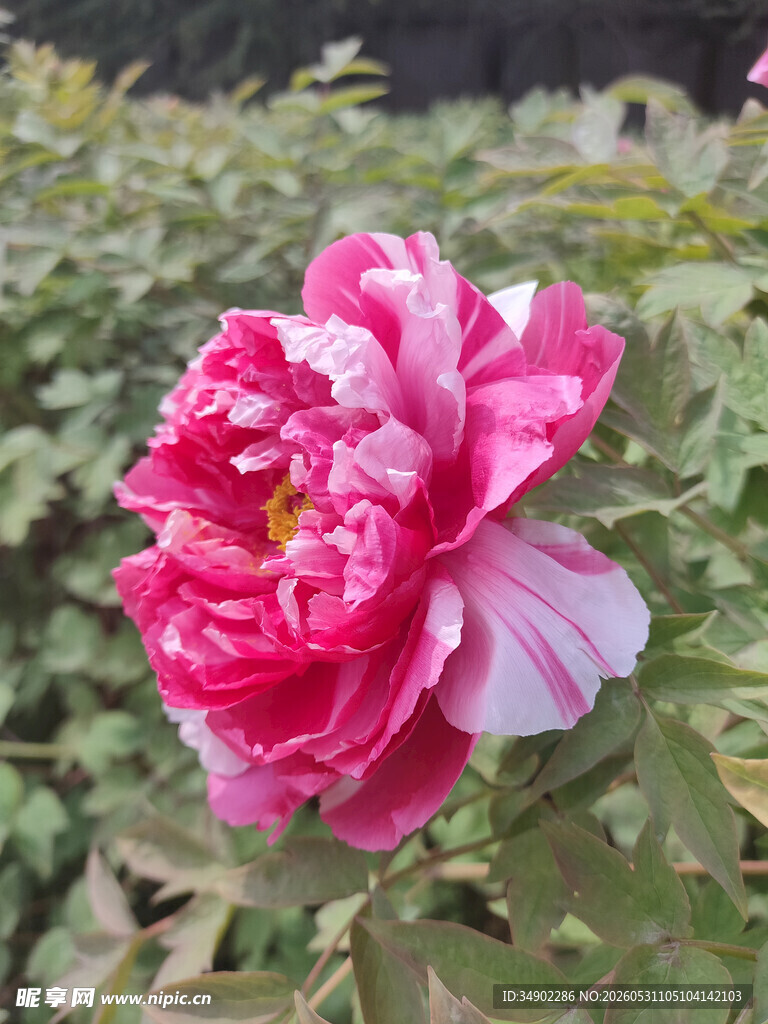 娇艳双色牡丹花绽放