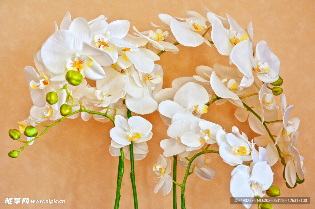 优雅白色兰花插花展示