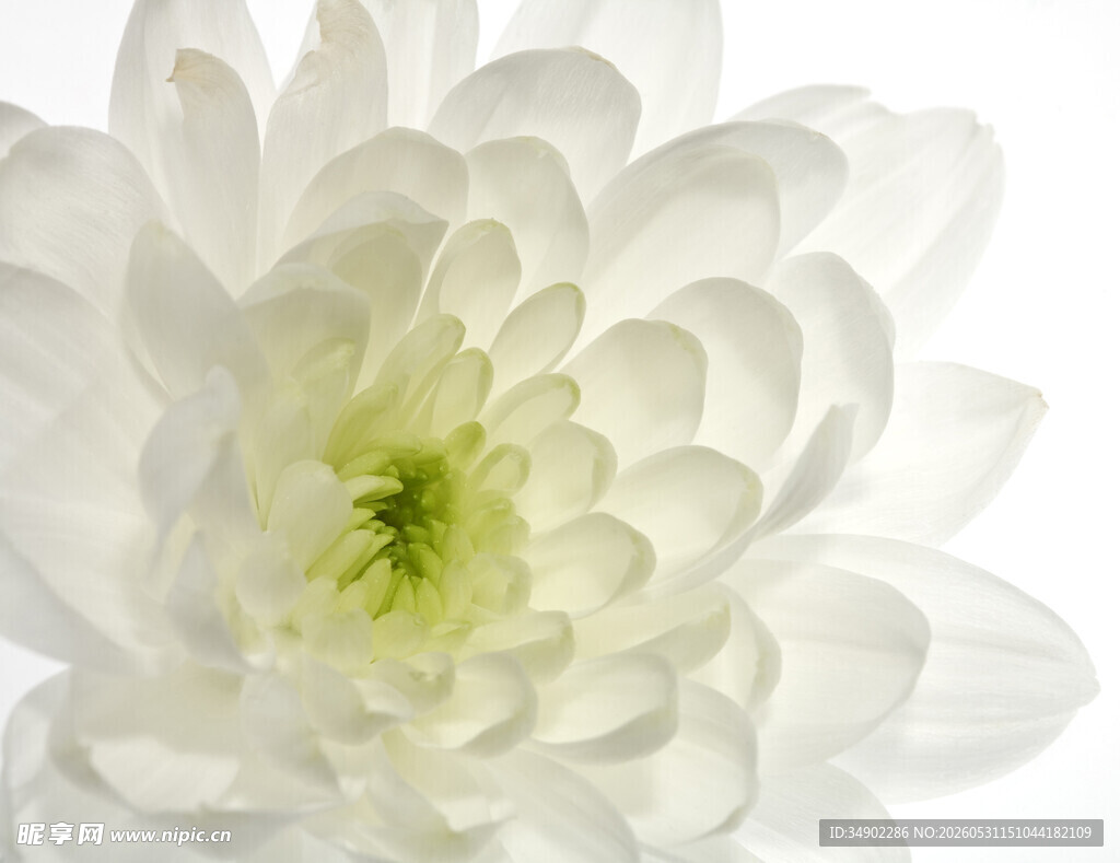 白色菊花特写