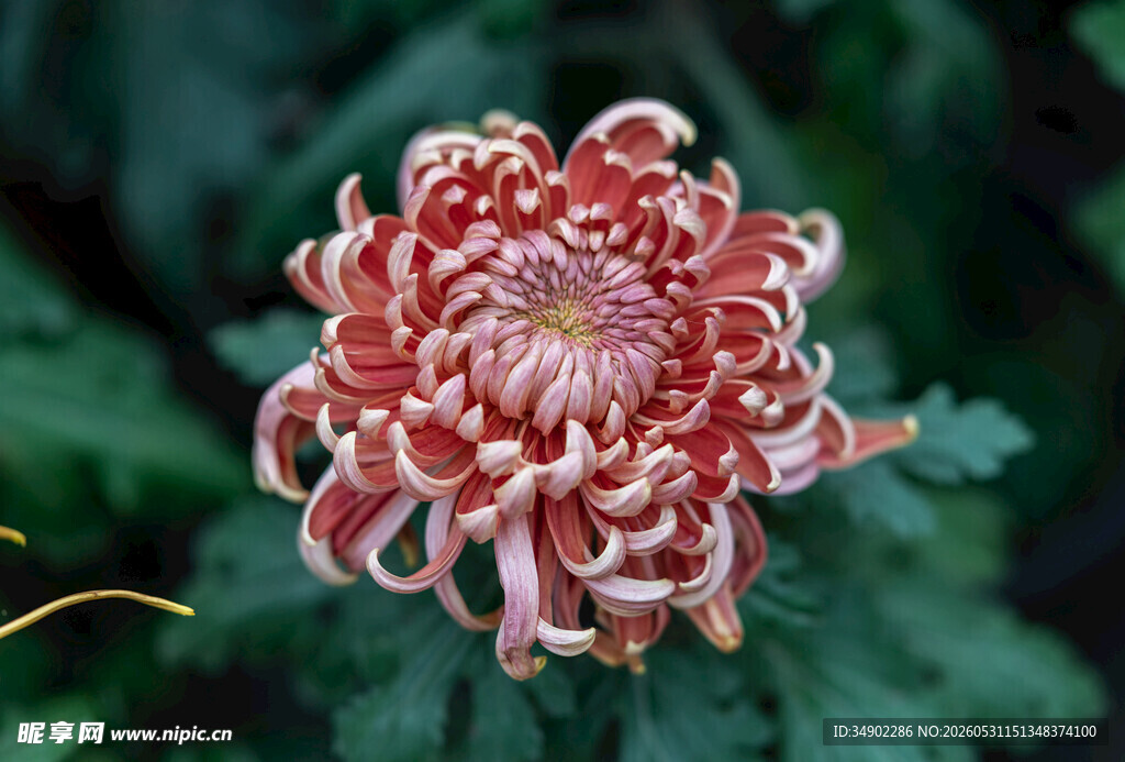 绚丽多姿的红白色菊花
