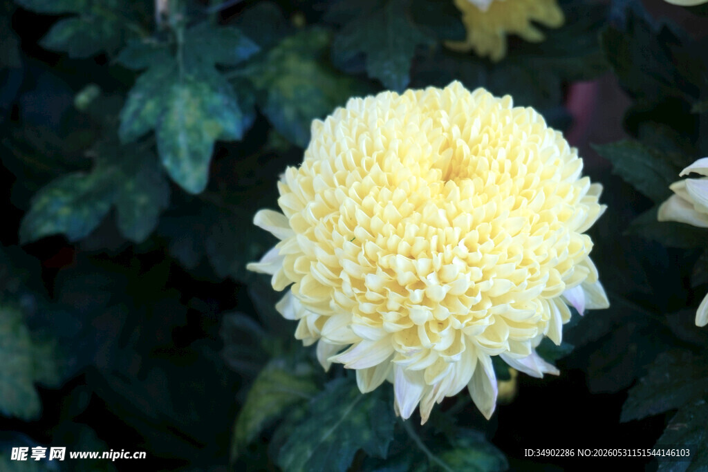 黄色菊花特写