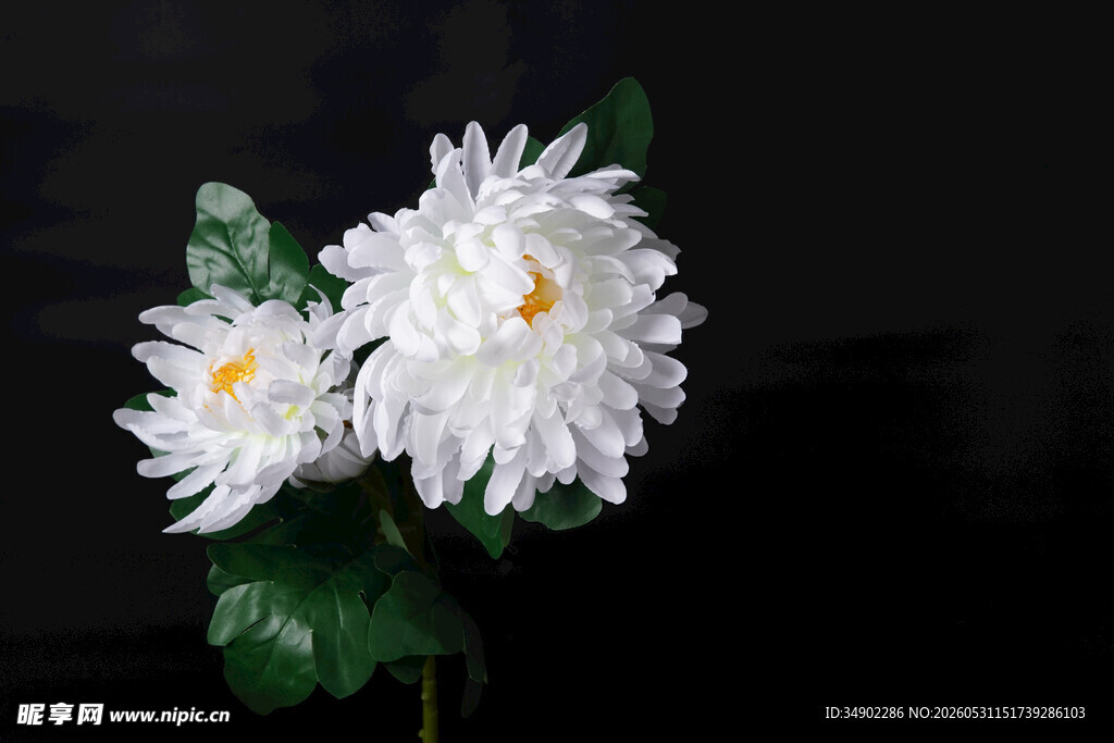 两朵素雅白菊