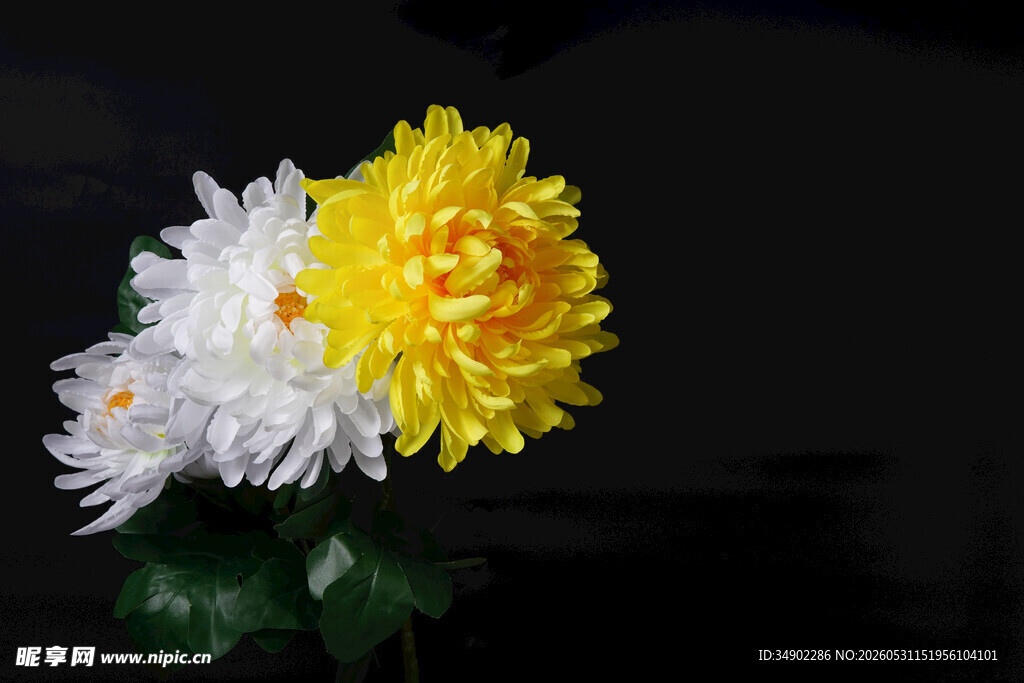 黄白菊花绽放风采