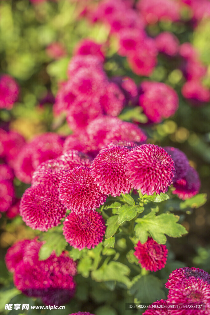 艳丽玫红菊花绽放