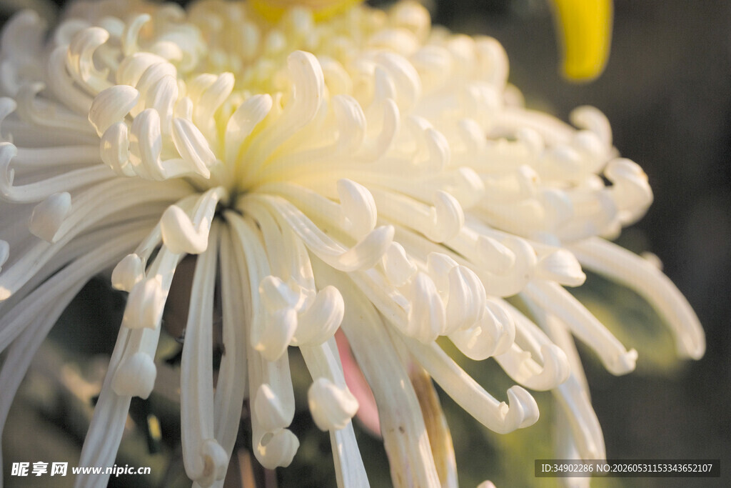 洁白菊花特写