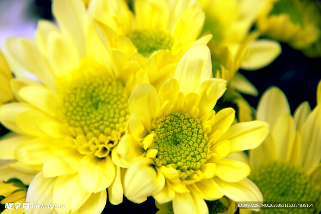 黄色菊花花朵特写