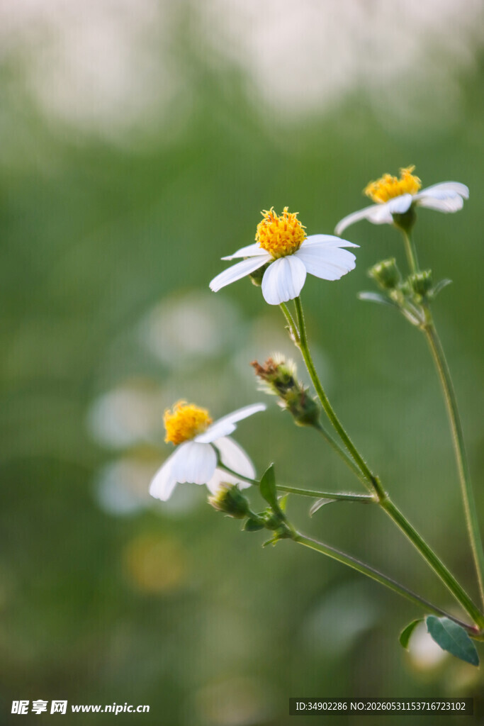 清新小白花绽放绿意间