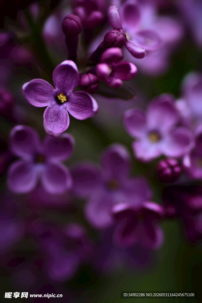 紫丁香花朵特写