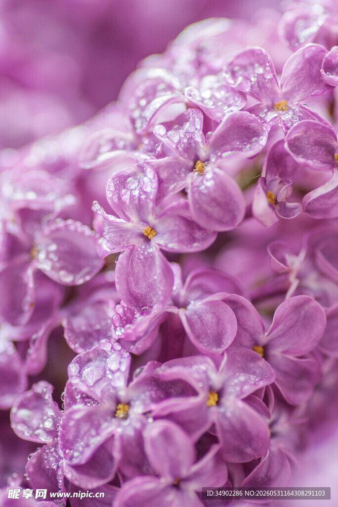 紫丁香花朵特写