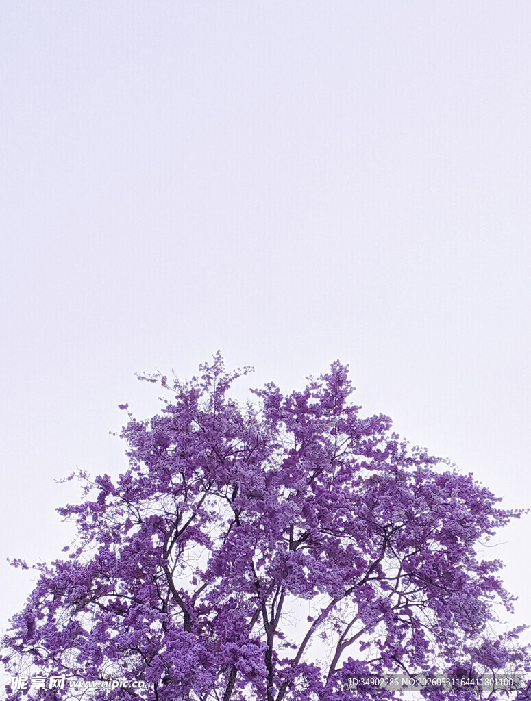 紫色繁花树顶