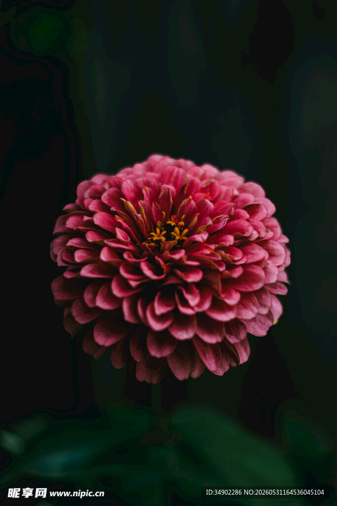 艳丽粉色大丽花特写