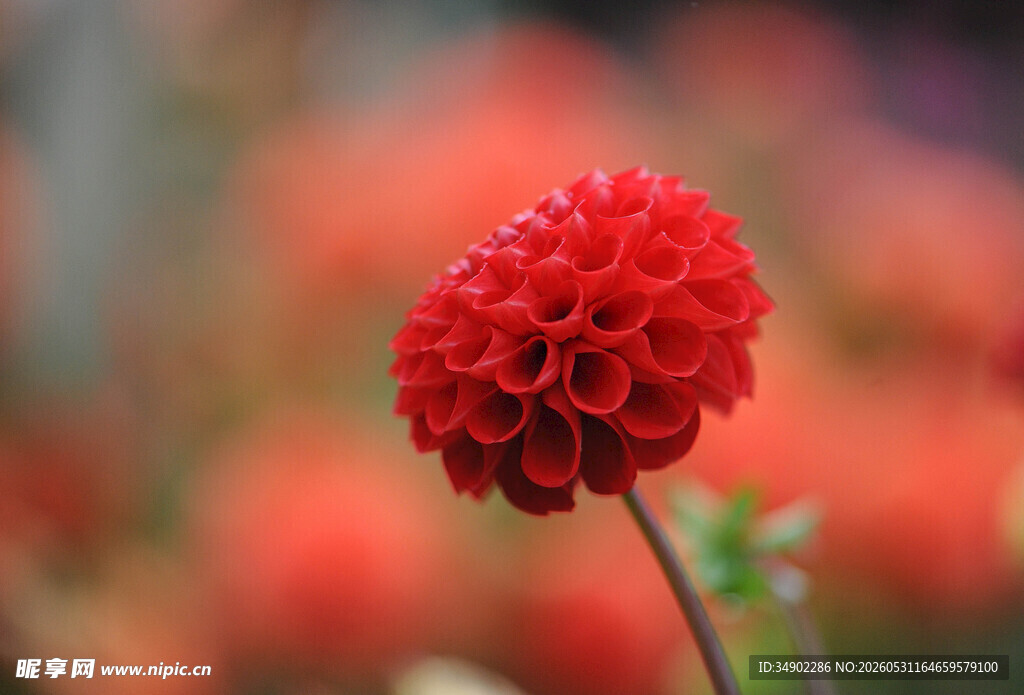 艳丽大丽花特写