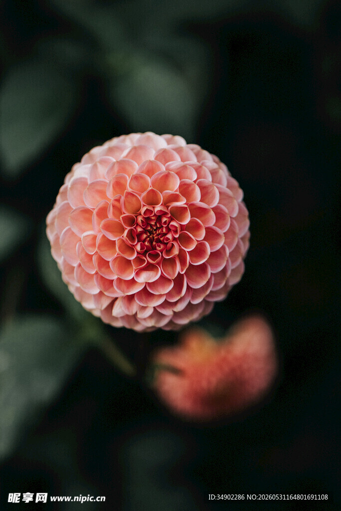 粉色菊花特写
