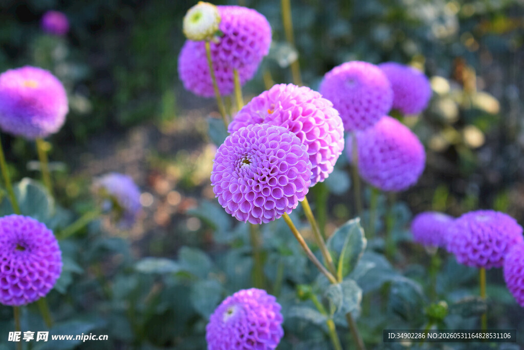 紫色大丽花绽放美景