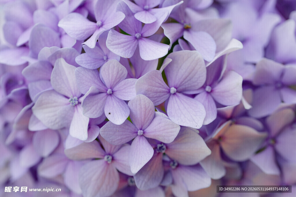 紫色绣球花特写