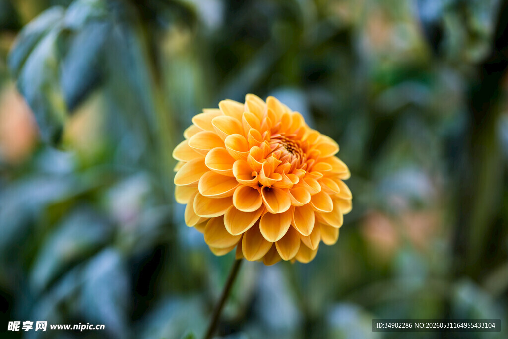 黄色大丽花特写