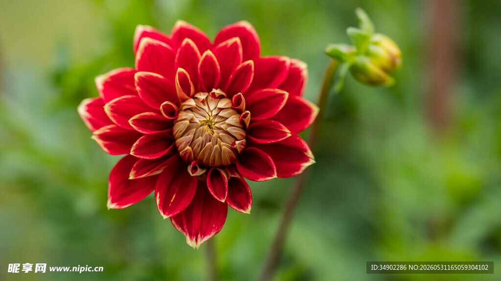 艳丽大丽花特写
