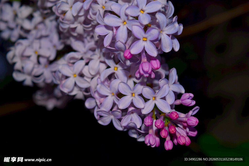 紫丁香花特写