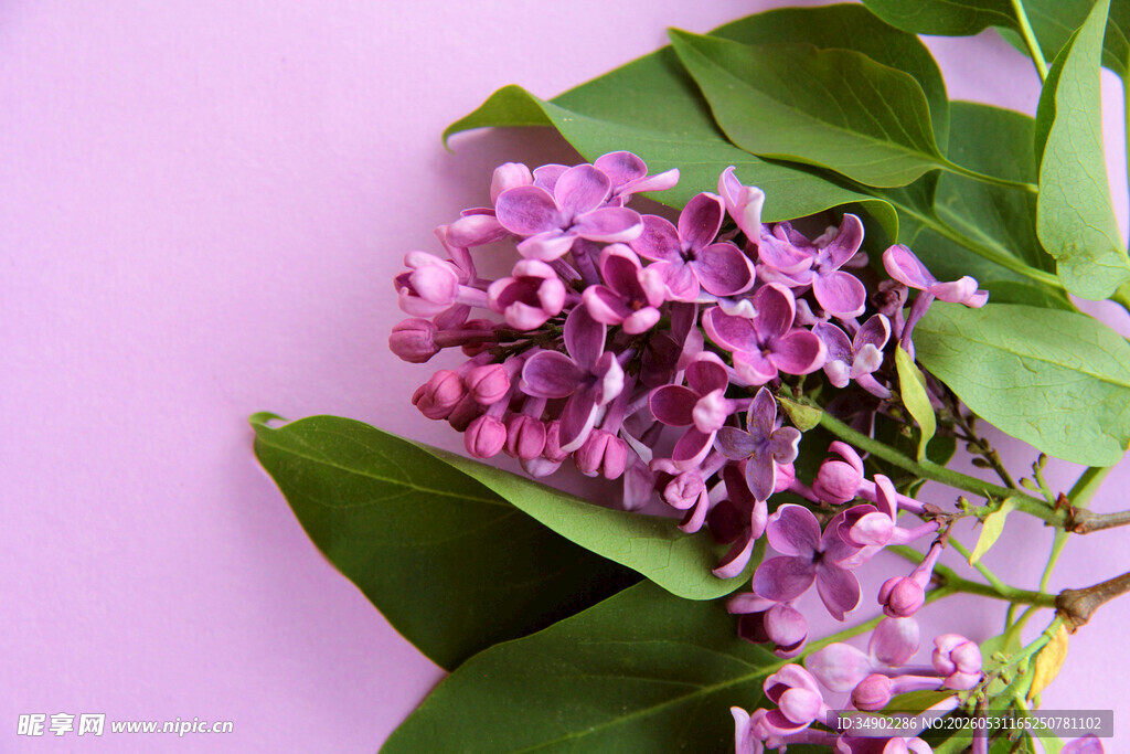 紫丁香花特写