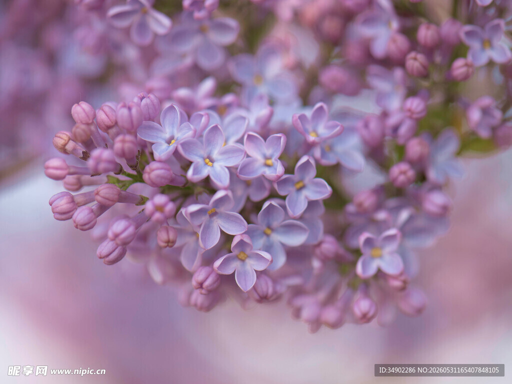 紫丁香花朵特写