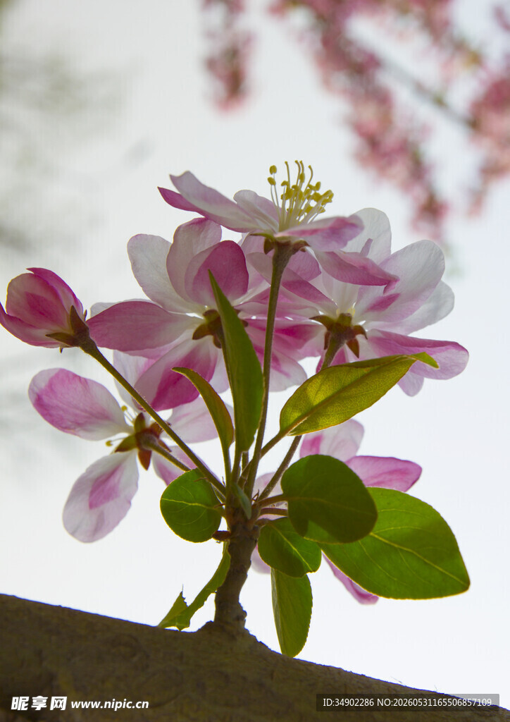娇艳苹果花枝绽放
