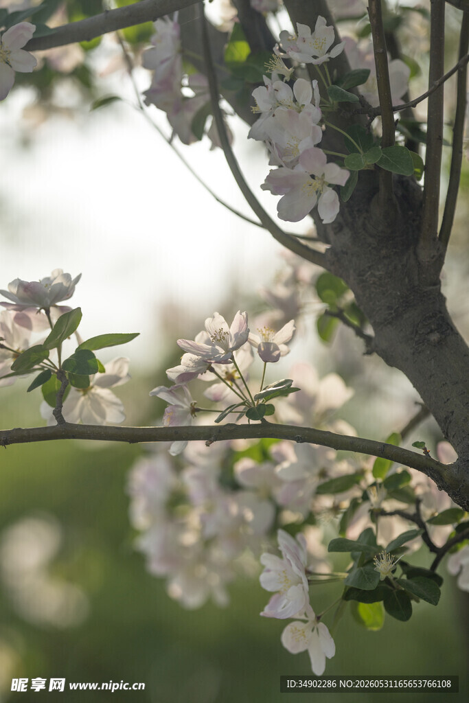 春日繁花满枝的苹果树