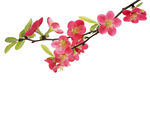 粉色桃花枝