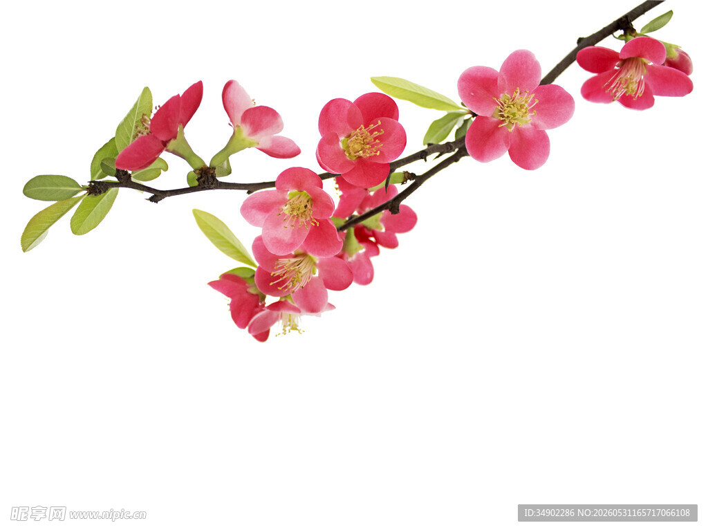 粉色桃花枝