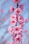 粉色垂枝桃花绽放