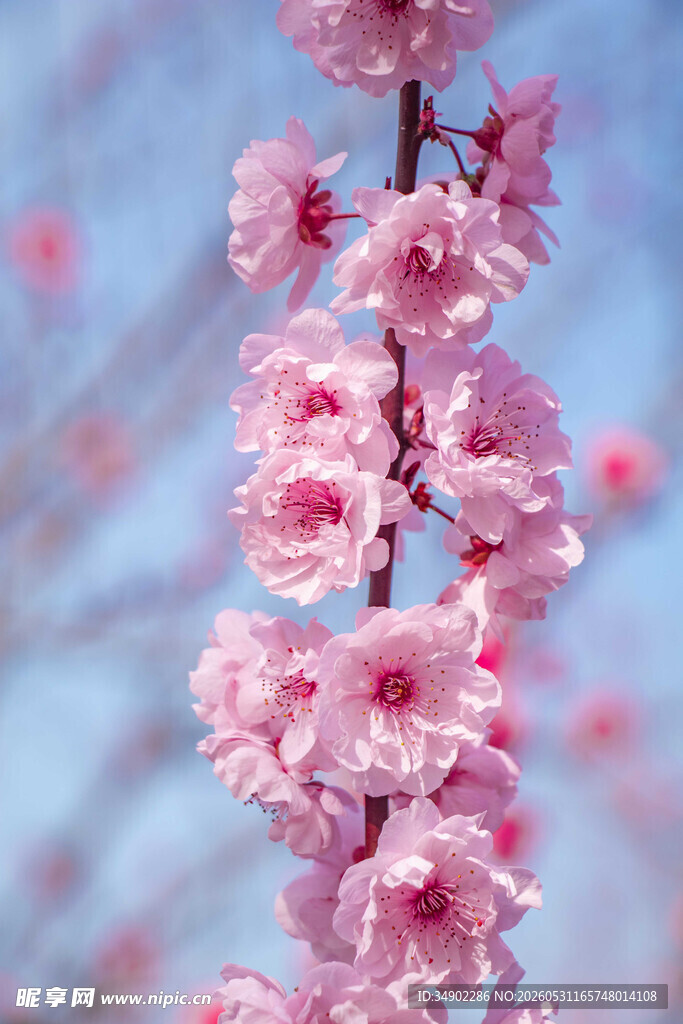 粉色垂枝桃花绽放