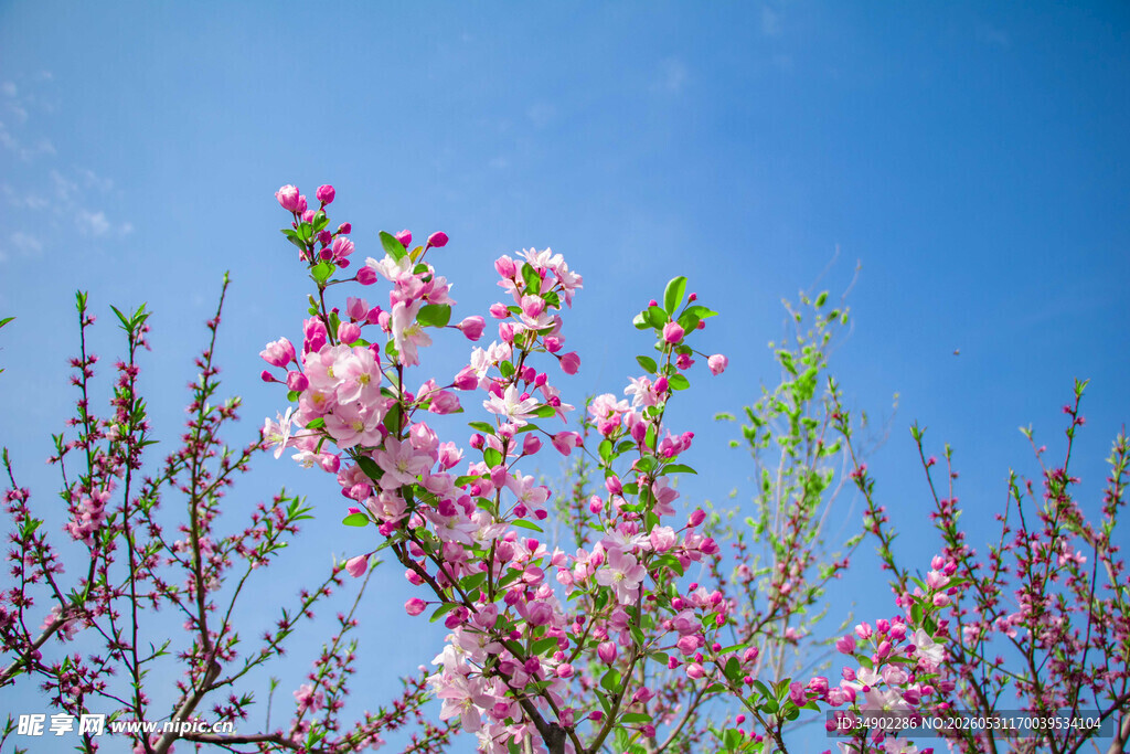 蓝天映衬下的粉嫩桃花