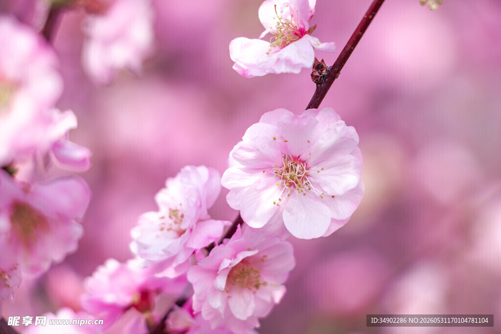 粉嫩桃花绽放枝头