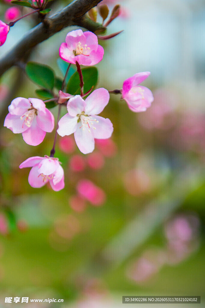 枝头绽放的粉嫩海棠花