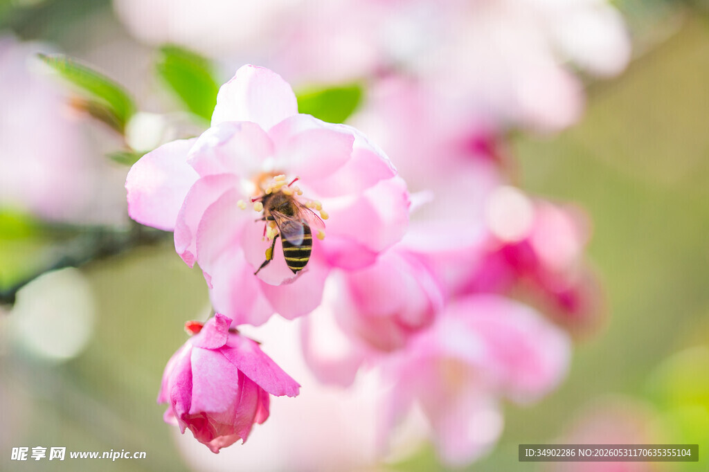 蜜蜂恋上粉嫩海棠花