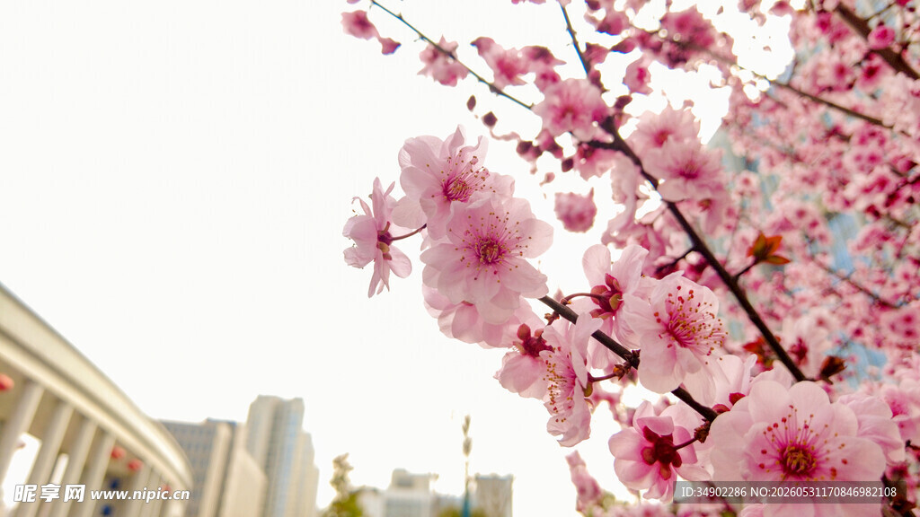 城市中绽放的烂漫粉色樱花