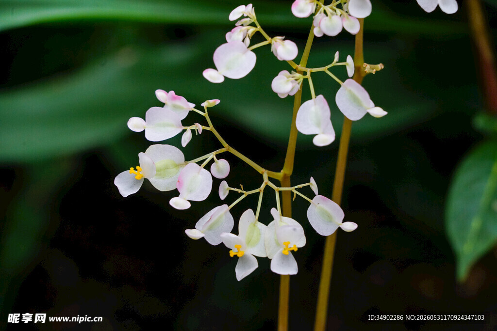 小巧铃状白花植物特写