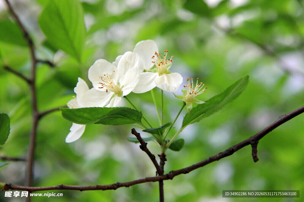 枝头绽放的洁白苹果花